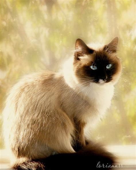 Willow Cats Kitten Love Cat Breeds