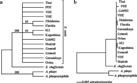 Phylogenetic Trees Derived From The Nucleotide Sequences Of 16S RRNA