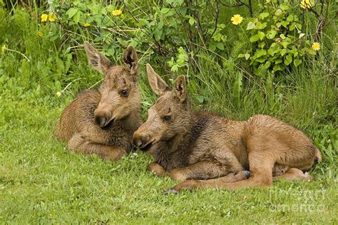 Moose Twins Photograph by Tim Grams - Fine Art America