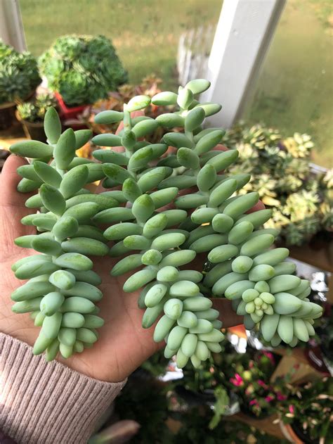 Donkeys Tail Succulent Sedum Morganianum Three Cuttings Etsy