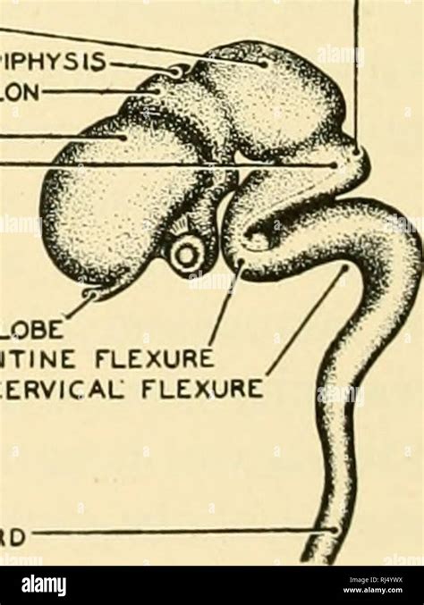 Chordate Anatomy Chordata Anatomy Comparative Ikifunoibulum