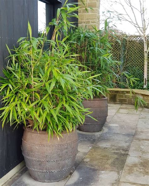 18+ Bamboo Plants For Pots - AurrinColtrane