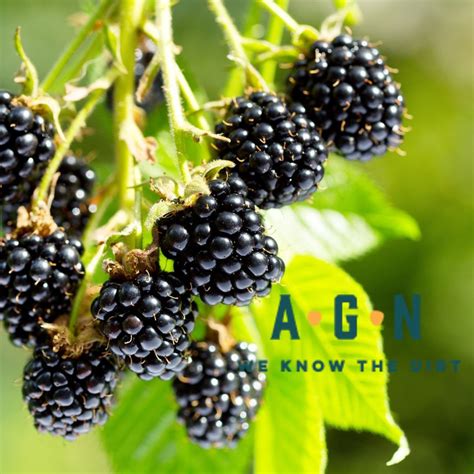Arapaho Blackberry Vine Americas Gardens Nursery