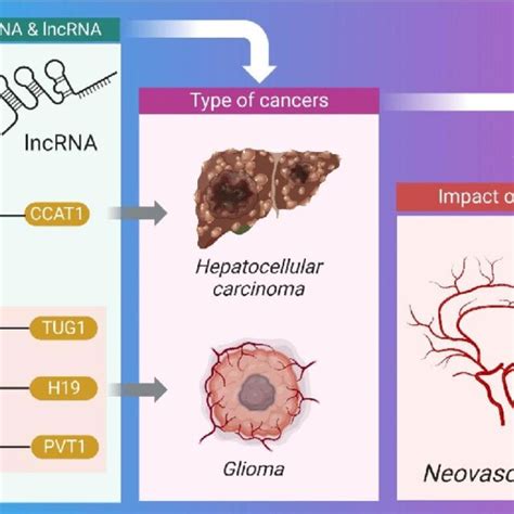 Synopsis Of The Crosstalk Between Mirna And Lncrna For Angiogenesis