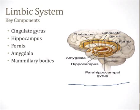 Hypothalamus And Limbic Flashcards Quizlet