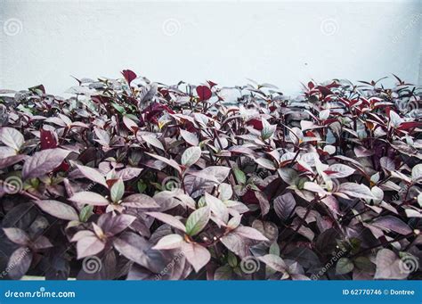 Foliage Of Graptophyllum Pictum Or Caricature Plant Isolated On White