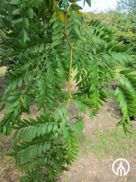 Gleditsia Triacanthos Skyline False Christthorn Multi Trunk