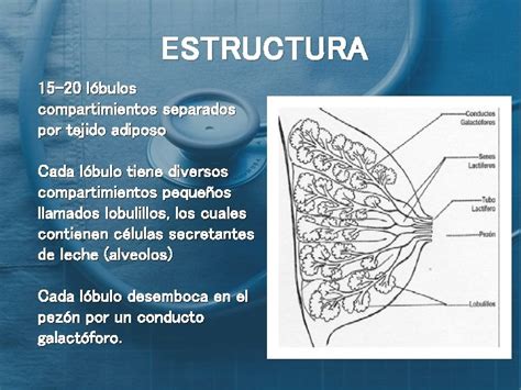 Anatomia De La Glndula Mamaria La Mama Es