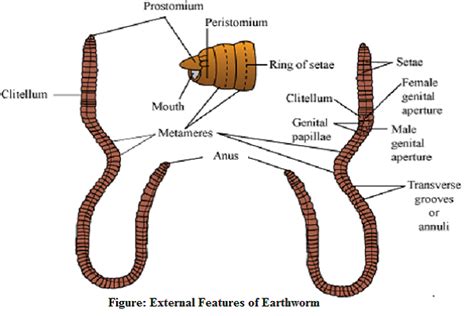 External Morphology of Earthworm - Microbiology Notes