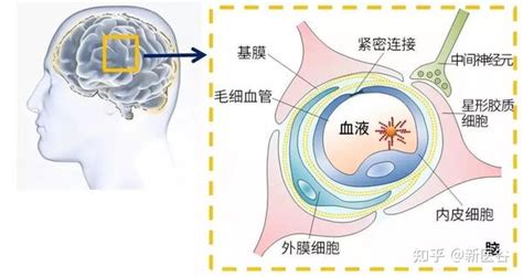 谷谷给你解析血脑屏障 知乎