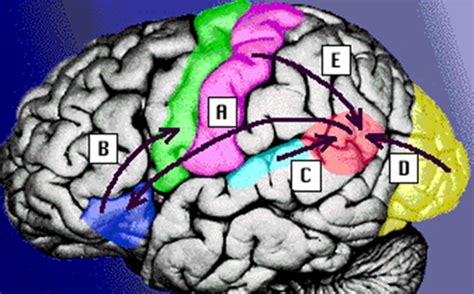 Neurology Final Exam Graves Aphasia Dysarthria Hoffman Reflex