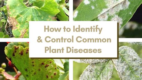 How To Identify And Control Common Plant Diseases Plant Protection Ep 4