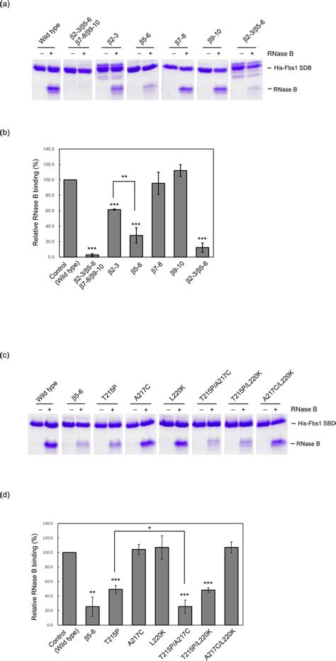 In Vitro Rnase B Binding Activities Of The Fbs1 And Its Mutants Using