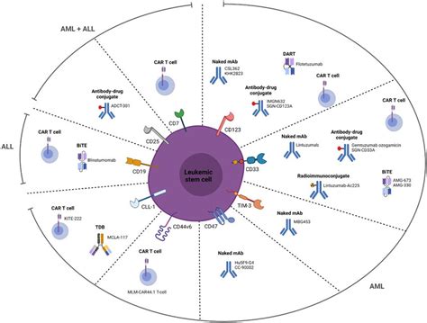 LSC Specific Surface Markers And The Different Types Of Drug Agents