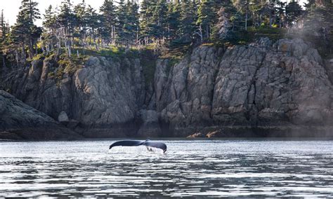 What it's like whale watching on the Bay of Fundy, Canada | Wanderlust