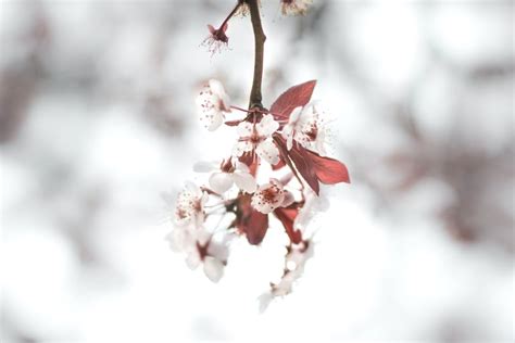 A Cherry Blossom in Close Up Photography · Free Stock Photo