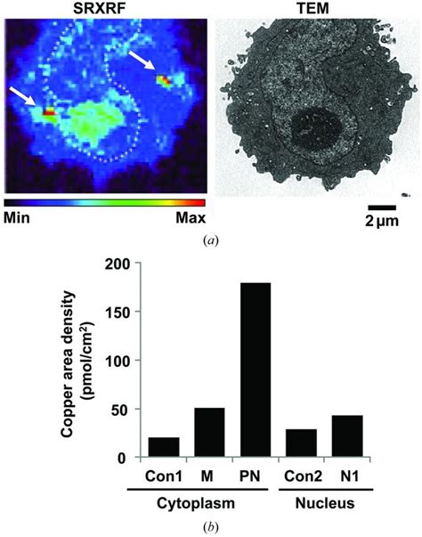 IUCr Coupling Transmission Electron Microscopy With Synchrotron