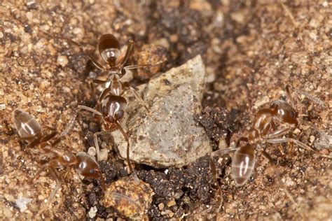 Linepithema Humile Argentine Ant Field Guide To The Insects Of Tasmania