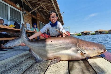 Pesce Gatto Gigante Del Mekong E Carpa Siamese Che Pescano La Tailandia