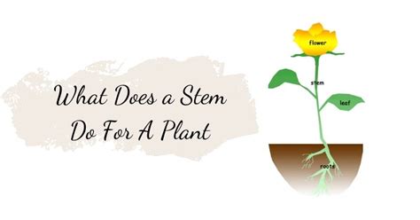 What Does A Stem Do For A Plant? Learn About Functions Of Plant Stems ...