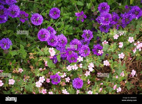 Geranium X Oxonianum Wargrave Pink In Mixed Planting Stock Photo Alamy