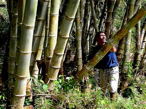 Hutan Bambu Lestari Dikembangkan Di Flores Apa Manfaatnya