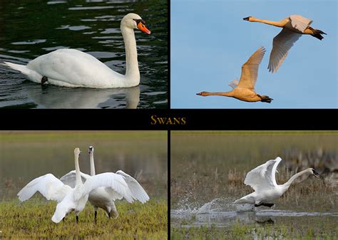 Trumpeter Swan Vs Tundra Swan