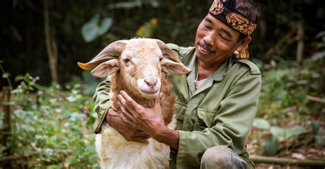 Ternak Kambing Jawa Newstempo