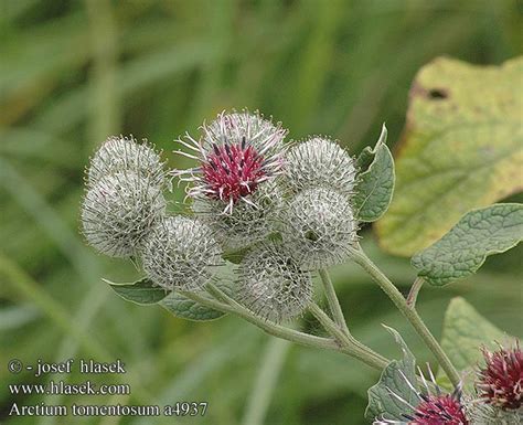 Arctium Tomentosum