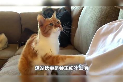 小奶猫睡醒发现不在主人怀里，顿时不干了，屁颠颠往他怀里钻