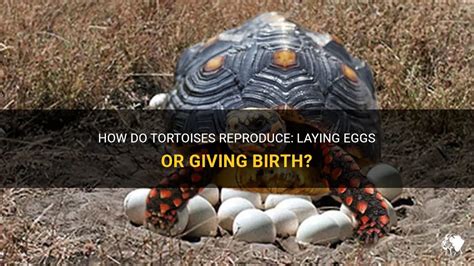 How Do Tortoises Reproduce Laying Eggs Or Giving Birth Petshun