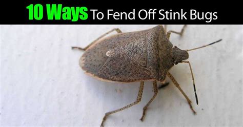 14 Ways How To Get Rid Of Stink Bugs In The Garden Stink Bugs Garden Bugs Plant Insects