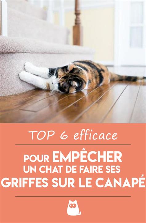 6 ASTUCES EFFICACES POUR EMPÊCHER UN CHAT DE FAIRE SES Repulsif chat