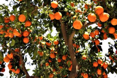 Orange Tree Care » Top Tips