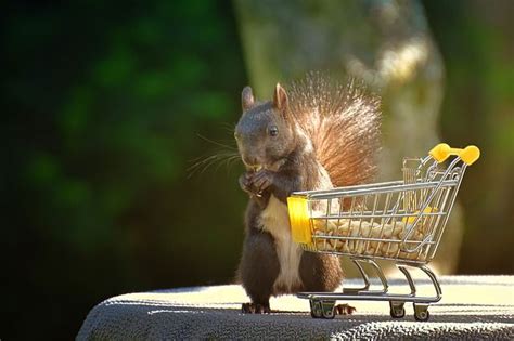 Squirrel Shopping Venture Nuts Free Photo On Pixabay