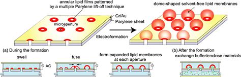 Figure From Electroformation Of Solvent Free Lipid Membranes Over