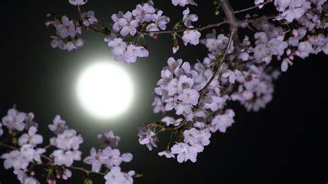 May's Full Moon Is the Flower Moon | HowStuffWorks