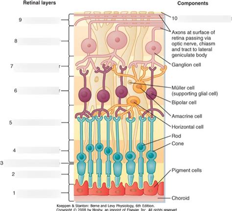 Pathology Diagram Quizlet