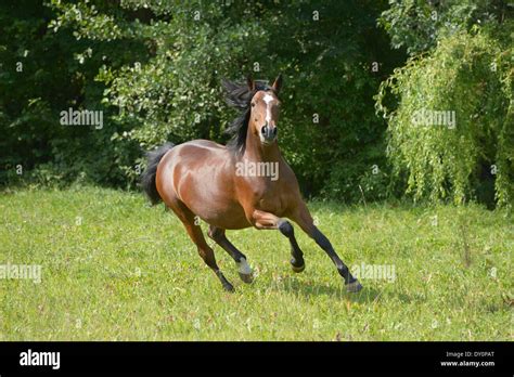 Campo Di Pony Al Galoppo Immagini E Fotografie Stock Ad Alta