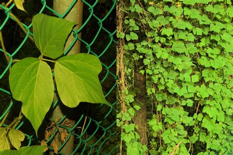 Maryland Biodiversity Project Kudzu Pueraria Montana Var Lobata