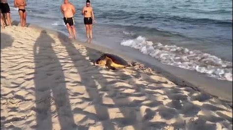 Torre Ovo Tartaruga Caretta Caretta Depone Le Uova In Spiaggia