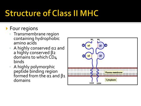 Ppt Mhc And Tcr Powerpoint Presentation Free Download Id7122611