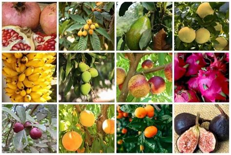 14 Usda Zone 10 Fruit Trees To Grow In Your Garden