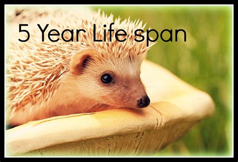 11 Pets With A 5 Year Lifespan Or Less Hubpages