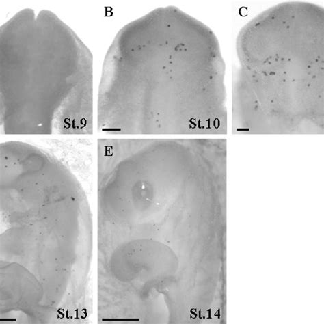 Number of primordial germ cells (PGC) per embryo during stages X and 2... | Download Scientific ...