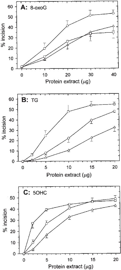 Analysis Of The Removal Of Oxidatively Induced Lesions By Mitochondrial