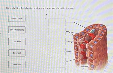 Correctly Label The Following Anatomical Features Of