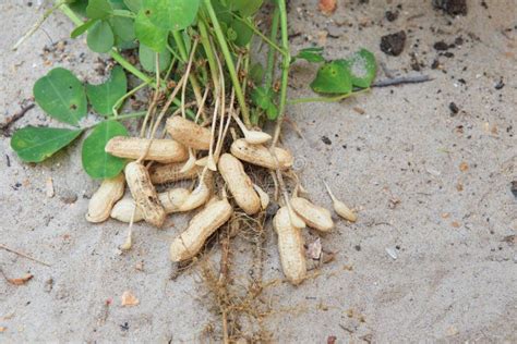 Peanut Plant On Sandy Soil Background Stock Image Image Of Roots