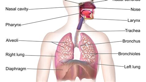 Parts Of The Respiratory System