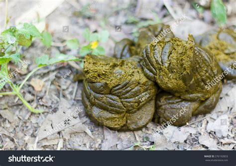 Fresh Cow Dung Making Organic Fertilizertoo Stock Photo 276192833 ...